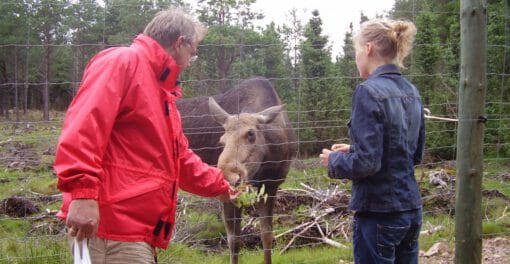 Jan en Ryanne met eland moose