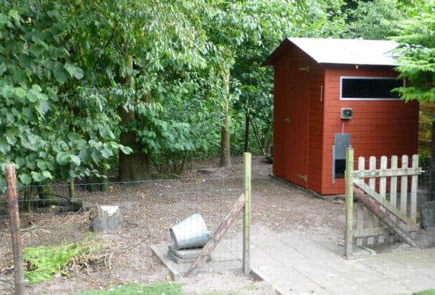 Kippenhok verven diervriendelijke verf