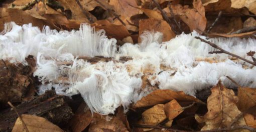 vochtregulerende verf hout beschermen tegen vocht