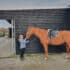 paardenstal verven houten paardenstal schilderen