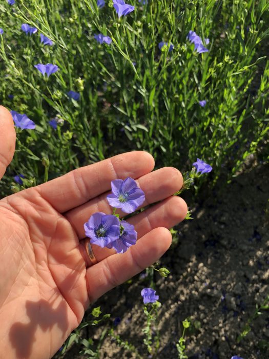 lijnzaadolie van vlasbloemen houtzeep