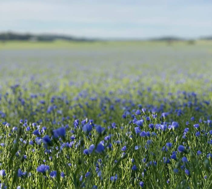 Lijnoliezeep vlasbloemen
