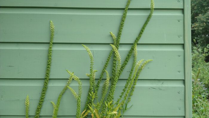 Groene beits Dalarna Grön