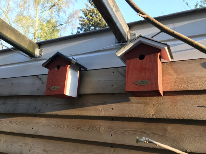 vogelhuisje beitsen