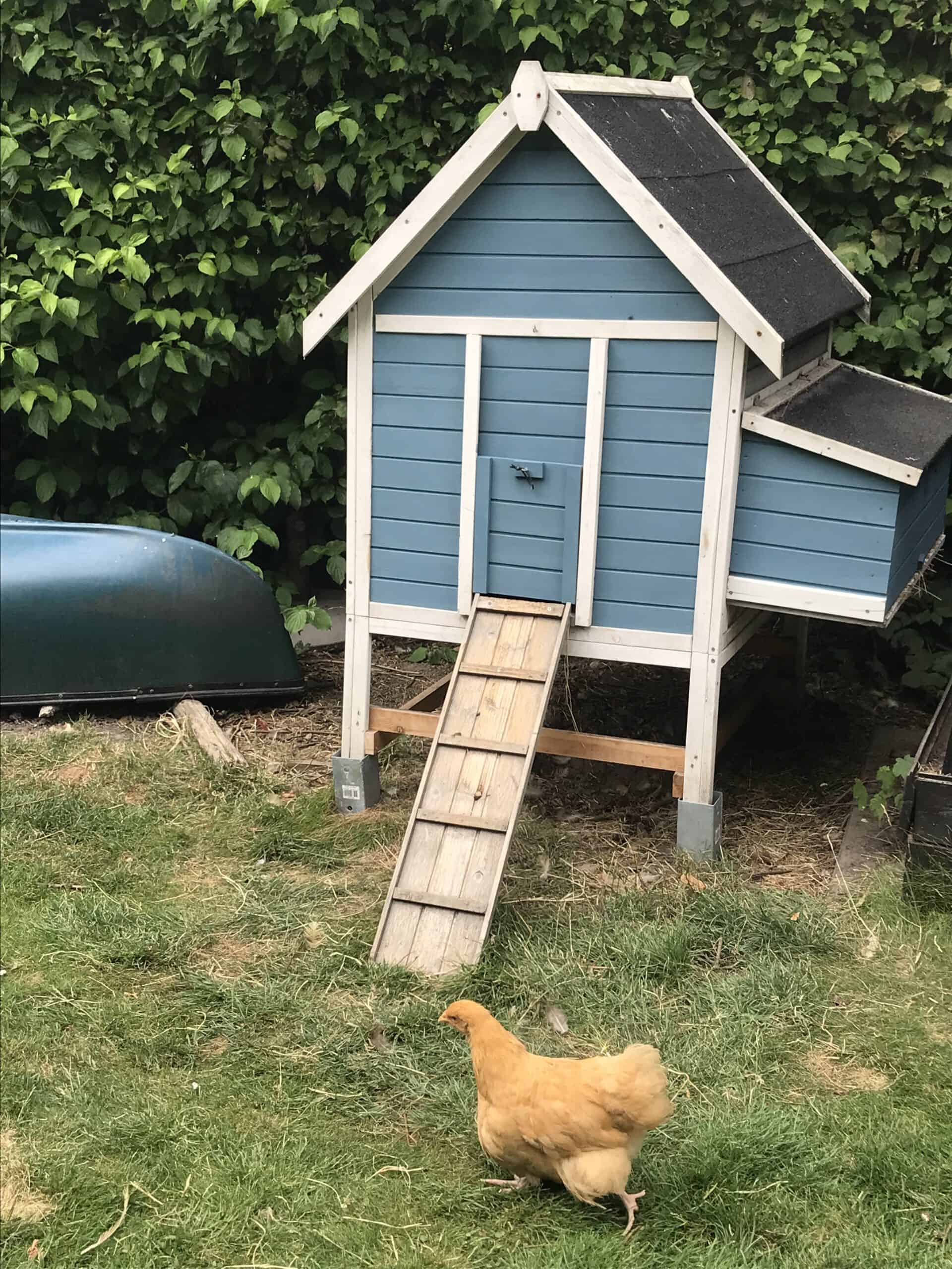 breken Doorbraak aanwijzing Kippenhok verven | Diervriendelijke verf | Verftips voor dierenhok