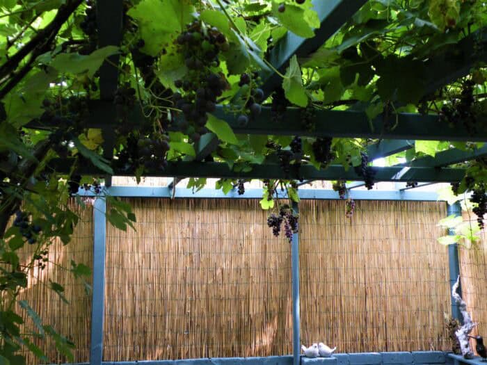 Pergola met druif